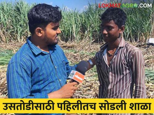 "This is what our people have to do"; first, the children leave school and go straight to the sugarcane fields | "आमच्या लोकांना हेच काम असतं'; पहिलीत शाळा सोडून मुलं थेट उसाच्या फडात