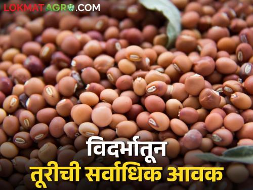 Tur market today: Inflow of tur from Vidarbha higher, highest price per quintal in this market committee | विदर्भातून तूरीची आवक अधिक, क्विंटलमागे या बाजारसमितीत सर्वाधिक दर