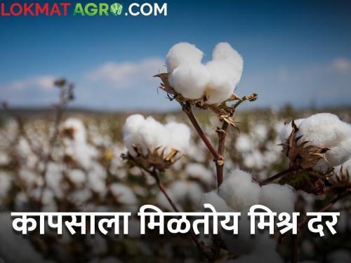 Todays Cotton Rates maharashtra agriculture farmer How much cotton get today | Todays Cotton Rates : कापसाला आज किती मिळाला दर? जाणून घ्या