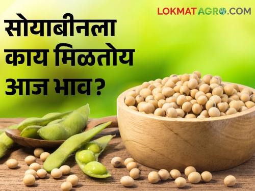 Soybean Market: 17 thousand 329 quintals of soybeans in the state today, what is the market price? | Soybean Market: राज्यात आज १७ हजार ३२९ क्विंटल सोयाबीनची आवक, काय मिळतोय बाजारभाव?