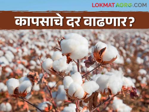 Cotton Rates: Cotton rates will increase in fifteen days Find out what the experts say | Cotton Rates : पंधरा दिवसांत कापसाचे दर वाढणार? जाणून घ्या अभ्यासकांचे मत