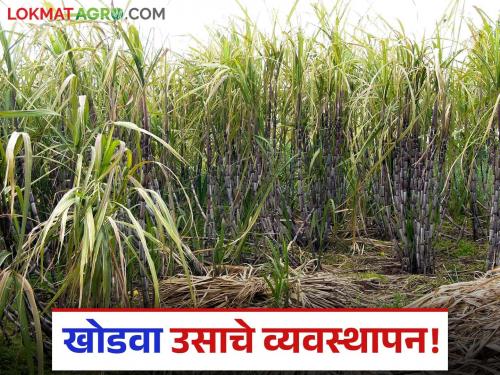 sugarcane crop management after first cutting intercrop input fertilizer | Sugarcane : खोडवा उसातून चांगलं उत्पादन घेण्यासाठी 'या' ५ गोष्टी महत्त्वाच्या