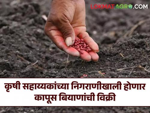 Cotton Seeds Fraud will be avoided! Sale of cotton seeds will be done under the supervision of agricultural assistants | Cotton Seeds : फसवणूक टळणार! कृषी सहाय्यकांच्या निगराणीत होणार कापूस बियाणांची विक्री