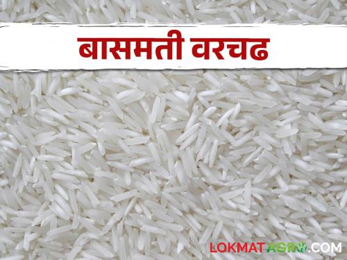 Basmati rice is currently fetching the highest price per quintal in the state. | बासमती तांदळाला राज्यात सध्या मिळतोय सर्वाधिक दर, क्विंटलमागे..