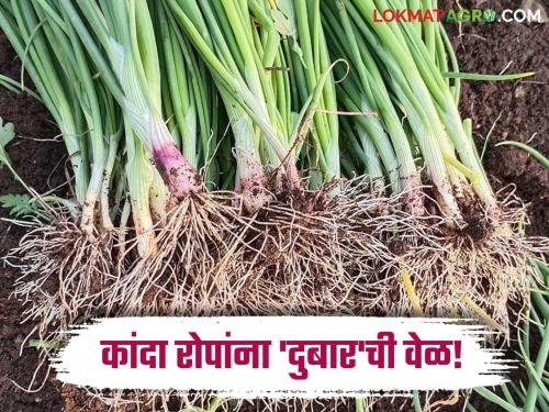 Onion Crop Onion plant in water due to rain Replanting time Lack of seeds | Onion Crop : पावसामुळे कांद्याचे रोप पाण्यात; पुन्हा रोपे तयार करण्याची वेळ; बियाण्याची कमतरता