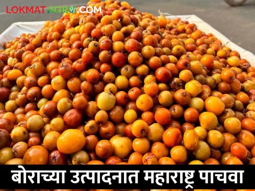 Maharashtra is fifth in bore production, what is the status of which state? | बोर उत्पादनात महाराष्ट्र पाचवा, कोणत्या राज्यात काय स्थिती?