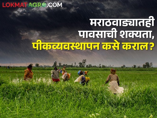 After two days rain is predicted in Marathwada with stormy wind, what should the farmers do? | दोन दिवसांनी मराठवाड्यातही वादळी वाऱ्यासह पावसाचा अंदाज, शेतकऱ्यांनी काय करावे?