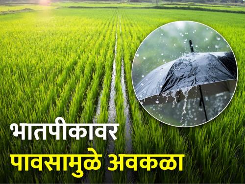 Rice crops lost in water, unseasonal rains hit thousands of hectares of rice farming | भातपीक गेले पाण्यात, अवकाळी पावसाने हजारो हेक्टरवरील भात शेतीला मोठा फटका