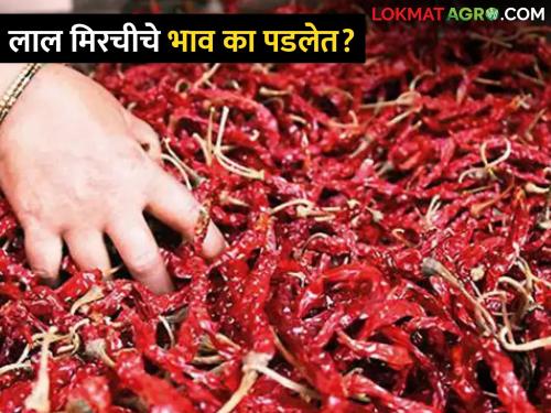 What is the reason behind the fall in the price of chilli this year? | यंदा मिरचीचे भाव पडण्यामागे कारण काय‌?