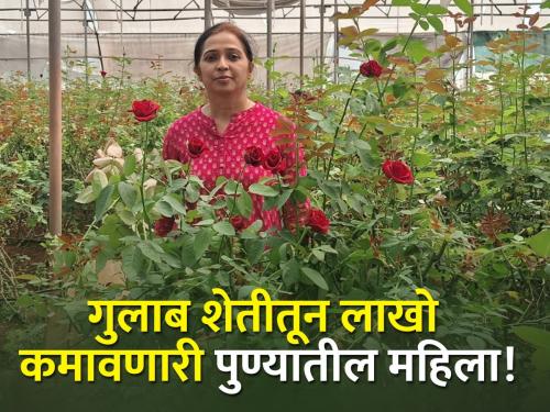 young woman from Pune who earns lakhs rupees from rose farming without any agricultural background! | शेतीची पार्श्वभूमी नसताना गुलाब शेतीतून लाखो कमावतात पुण्याच्या हर्षदाताई !