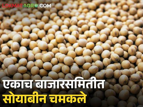 Soybean Market: Guaranteed price for soybeans in only one market committee today, how do you get the price? | Soybean Market: आज केवळ एकाच बाजारसमितीत सोयाबीनला हमीभाव, कुठे कसा मिळताेय भाव?