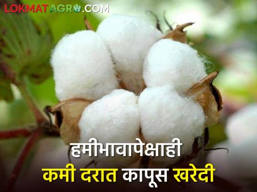 Traders buy cotton from farmers at a lower price than the guaranteed price | हमीभावापेक्षाही कमी दराने व्यापारी खरेदी करताहेत शेतकऱ्यांकडून कापूस