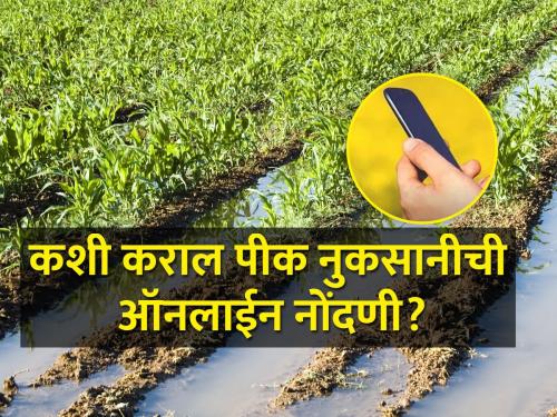 Now you can register crop insurance compensation at home, how to do it? | आता घरबसल्या करता येईल पीकविम्याच्या नुकसान भरपाईची नोंदणी, कशी कराल?