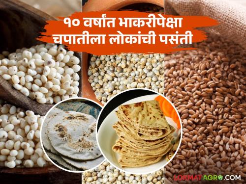 maharashtra agriculture wheat cultivation grow sorghum low In last 10 years not bread chapati What does wheat cultivation data | भाकरी नाही तर चपातीला लोकांची पसंती! १० वर्षातील ज्वारी-गव्हाच्या लागवडीचा डेटा काय सांगतो?