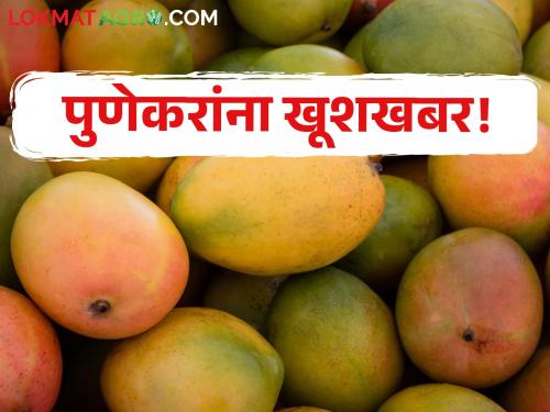 Good news for the people of Pune! Buy mangoes directly from the farmers marketing department mango festival market yard pune | पुणेकरांना खूशखबर! थेट शेतकऱ्यांकडून खरेदी करा आंबे! पणन मंडळाकडून आंबा महोत्सवाचे आयोजन