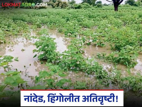 Heavy Rain: Heavy rain in 49 mandals in Nanded, Hingoli | Heavy Rain : नांदेड, हिंगोलीत ४९ मंडळांत अतिवृष्टी