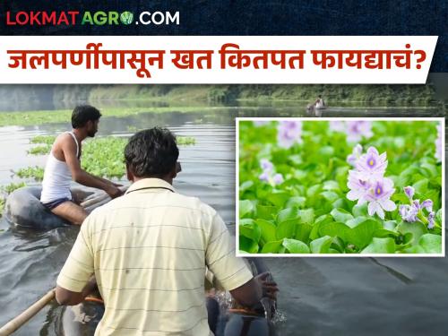 How beneficial is the fertilizer from the water leaf? Farmers of this village seem to have fought | बेसुमार वाढणाऱ्या जलपर्णीपासून बनवता येणार खत; या गावातील शेतकऱ्यांनी लढवली अशी शक्कल