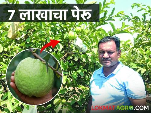 Guava seedlings brought from Chhattisgarh; Got seven lakh in one acre | छत्तीसगडहून आणली पेरूचे रोपे; एकरात केले सात लाख