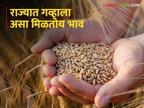 The highest price for Sharbati wheat in Mumbai Pune, how is the price in the rest of the areas? | मुंबई पुण्यात शरबती गव्हाला सर्वाधिक भाव, उर्वरित भागात कसा दर?