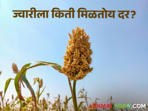 Sorghum Rates: How much did sorghum get in the state? The highest income was here | Sorghum Rates : ज्वारीच्या कमाल अन् किमान दरात साडेतीन हजारांचा फरक; पाहा आजचा दर