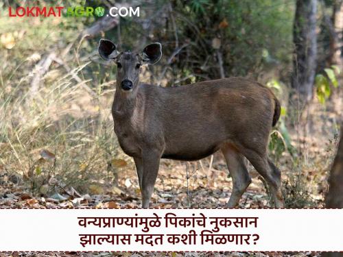 Crop Damage: Crop damage from wild animals; Farmers get 'this' help! | Crop Damage : वन्यप्राण्यांपासून पिकांचे नुकसान; शेतकऱ्यांना 'अशी' मिळते मदत!