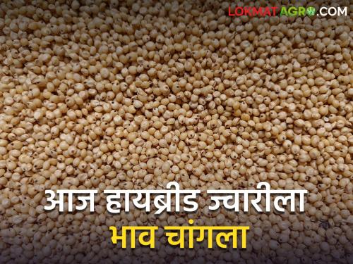 Today hybrid sorghum price is good, how much price is getting in which market committee? | आज हायब्रीड ज्वारीला भाव चांगला, कोणत्या बाजार समितीत किती मिळतोय भाव?