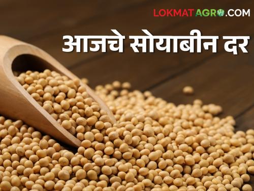 Soyabean Rates market yard maharashtra How much rate last season soybeans this season? | Soyabean Rates : मागच्या हंगामातील सोयाबीनला या हंगामात किती मिळतोय दर?