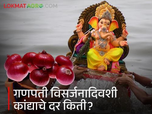 Ganpati Visarjan Kanda Rates: Onion got 'this much' price on the day of Visarjan! Know the details | Ganpati Visarjan Kanda Rates : विसर्जनाच्या दिवशी कांद्याला मिळाला 'एवढा' दर! जाणून घ्या सविस्तर