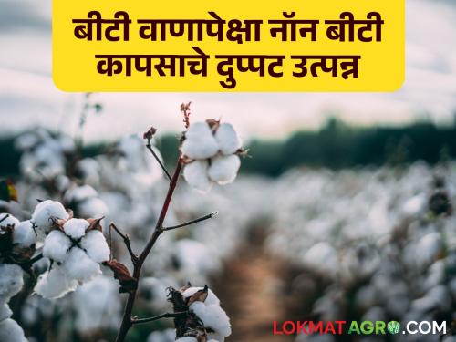 Non-BT Seed Why the insistence on Bt seed? Farmers get double income from non-bt cotton varieties! | Non-BT Seed : बीटी वाणाचा आग्रह का? नॉन-बीटी कापसाच्या वाणातून शेतकरी घेतायेत दुप्पट उत्पन्न!