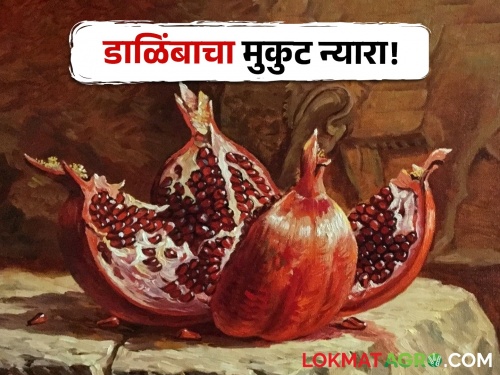 The dazzling pomegranate called 'Anardana' was unknown to India for many years | 'अनारदाना' असं दिमाखात मिरवणारं डाळिंब भारताला अनेक वर्ष होतं अपरिचित