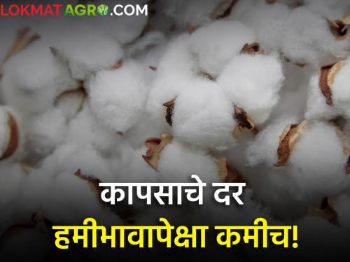 maharashtra farmer todays Cotton prices less than guaranteed Know rates | कापसाचे दर हमीभावापेक्षा कमीच! जाणून घ्या आजचे दर