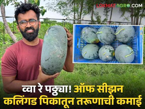 young man from Karmala earns millions Farmer vinod navale King of intercrop system Unseasonal Cultivation of watermelon in guava | Karmala Young Farmer: आंतरपिकांचा बादशाहा! पेरूमध्ये बिगरहंगामी कलिंगडाची लागवड; करमाळ्यातील तरूणाची लाखोंची कमाई