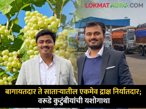 Horticulturist sole grape exporter in Satara Varude family earns profit one crores per year | बागायतदार ते साताऱ्यातील एकमेव द्राक्षाचे निर्यातदार; वरूडे कुटुंबीय कमावतात वर्षाकाठी एक कोटींचा नफा