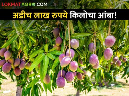 Have you ever eaten two and a half lakh rupees per kilo of mango? | अडीच लाख रुपये किलोचा आंबा! महाराष्ट्राच्या या शेतकऱ्याने नर्मदा किनारी पिकवली आमराई