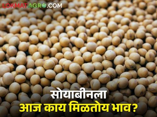 Soybean Market today: What is the market price of yellow soybeans in the morning session? | Soybean Market today: पिवळ्या सोयाबीनला सकाळच्या सत्रात काय मिळतोय बाजारभाव?