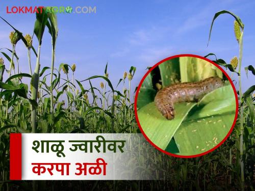 Infestation of Karpa borer on late sown Shalu sorghum | उशिरा पेरलेल्या शाळू ज्वारीवर करपा अळीचा प्रादुर्भाव