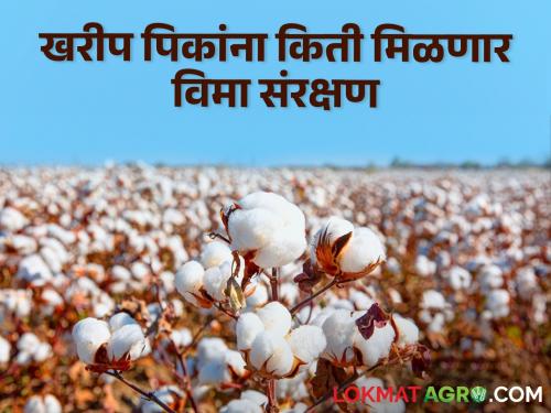 Crop Insurance How much insurance cover for which crop in Kharip? Know in detail | Crop Insurance : खरिपातील कोणत्या पिकाला किती विम्याचे संरक्षण? जाणून घ्या सविस्तर