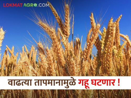 Farmers scared! Wheat production is likely to decline due to rising temperatures | शेतकरी धास्तावले! वाढत्या तापमानामुळे गव्हाच्या उत्पादनामध्ये घट होण्याची शक्यता