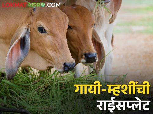 How should the animal rice plate? Do this for a balanced diet cattle and buffaloes milk production | कशी असावी जनावरांची राईस प्लेट? समतोल आहारासाठी हे करा