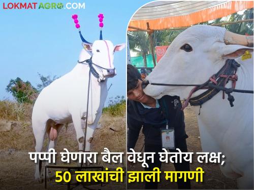 pune daund santosh kokane farmer bull taking a puppy has attracted attention 50 lakh was demanded | सोन्या चल पप्पी घे! पप्पी घेणाऱ्या बैलाने वेधून घेतलंय लक्ष; 50 लाखांची झाली मागणी