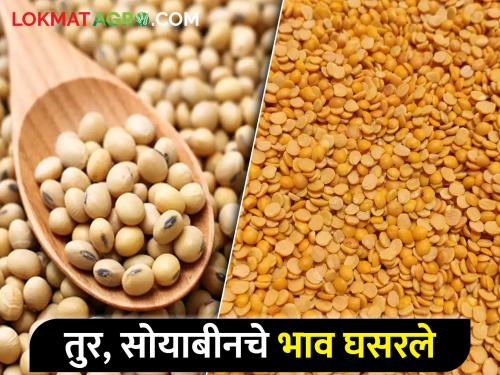 A drop in prices even before the new tur hits the market; Soybeans also fell | नवी तूर बाजारात येण्याअगोदरच भावात घसरण; सोयाबीनही पडले