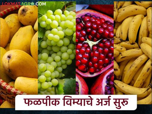 Applications for the Fruit Crop Insurance Scheme have started 'This' is the deadline | Crop Insurance : शेतकऱ्यांनो...! फळपीक विम्यासाठी अर्ज करा; 'ही' आहे अंतिम मुदत