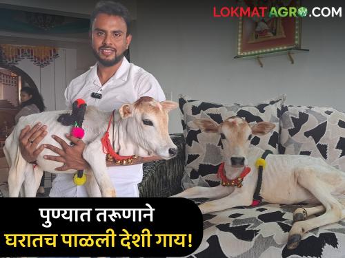 Not dogs, cats, but a young man who is a lawyer in Pune deshi pet cow of Punganur breed at home | कुत्रे, मांजर नव्हे तर पुण्यात वकील तरूणाने घरातच पाळली पुंगनूर जातीची देशी गाय!