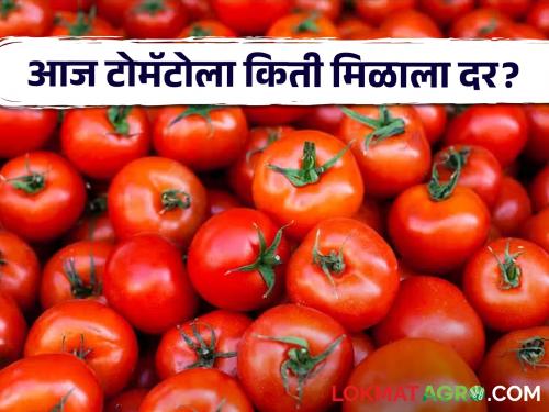 Tomato Rates: | Tomato Rates : टोमॅटोच्या भावात झाली वाढ? जाणून घ्या आजचे सविस्तर दर