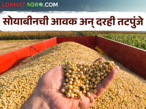 Imports of soybeans decreased! The rate is also below the guaranteed price | Soybean Rates : सोयाबीनची आवक घटली! दरही मिळतोय हमीभावाच्या खाली