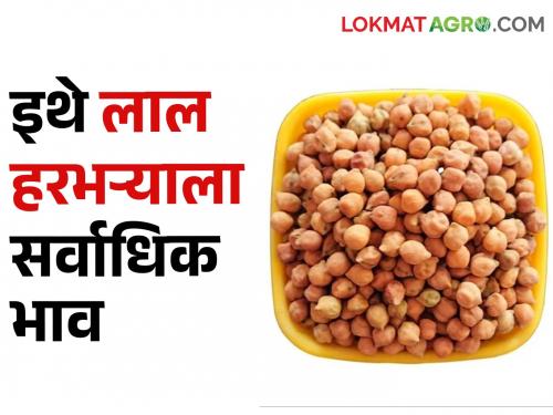 Chick Pea: Today, 7158 quintals of chick pea have been received in the state and the market price is getting | Chick Pea: आज राज्यात ७१५८ क्विंटल हरभऱ्याची आवक, मिळतोय असा बाजारभाव
