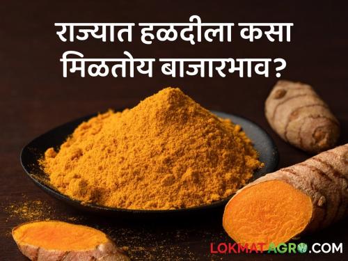 Turmeric Market Maharashtra: The price of turmeric is getting in the state for the last four days  | Turmeric Market Maharashtra: मागील चार दिवसांपासून राज्यात हळदीला मिळतोय असा भाव 