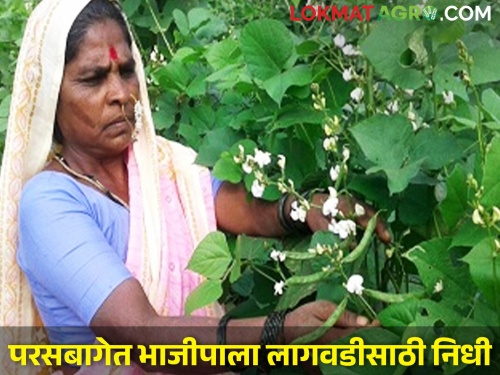 3 lakh 63 thousand fund approved for cultivation of vegetables in the backyard of tribals, only Rs 6 per family will be given | आदिवासींच्या परसबागेतील भाजीपाल्यासाठी ३ लाख ६३ हजारांचा निधी, प्रति कुटुंब मिळणार अवघे ६ रुपये