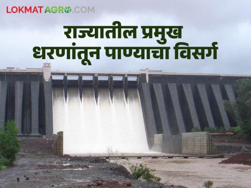 Maharashtra Dam: Increase in the back-up of dams due to heavy rains in the state! Discharge from major dams | Maharashtra Dam : राज्यातील धोधो पावसाने धरणांच्या पाठीसाठ्यात वाढ! प्रमुख धरणांतून विसर्ग