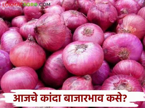 Latest News Kanda Market Todays Onion Market price in nashik market on Navratri 6th days see details | Kanda Market : नवरात्रीच्या सहाव्या माळेला कांद्याला काय भाव? वाचा आजचे बाजारभाव 